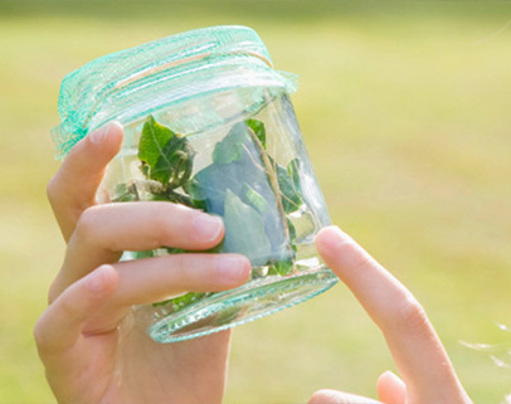 Plant in jar