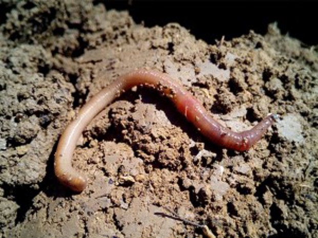 Earthworm