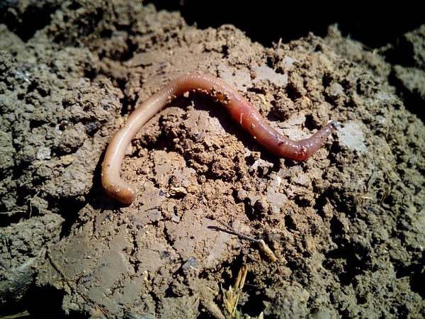 Earthworm